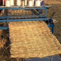 上海降溫，注意綠化植物，大樹(shù)防寒保暖，注意鐵樹(shù)，海棗樹(shù)防凍