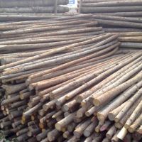 杉木樁|杉木綠化桿，支撐剛，鋼管支撐等批發(fā)，上海哪里有