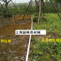 草坪里的雜草怎么去除，上海綠化養(yǎng)護(hù)草坪雜草如何管理