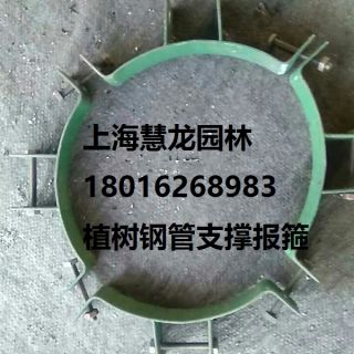 大樹報箍，植樹支撐報箍，鋼支撐報箍