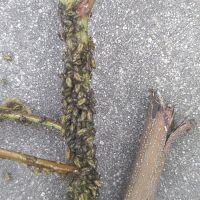 上海園林綠化養(yǎng)護(hù)病蟲(chóng)害高發(fā)，欒樹(shù)多態(tài)芽蟲(chóng)防治